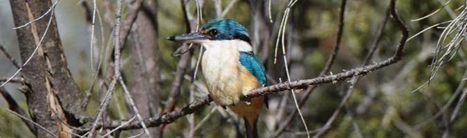 Kingfisher